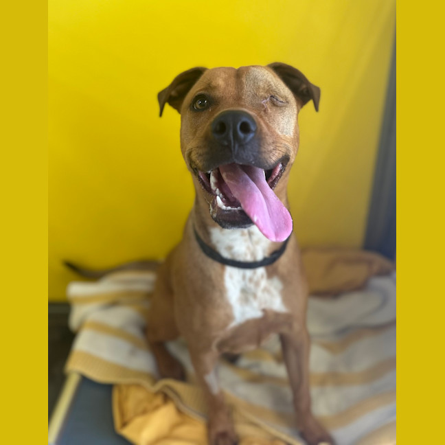 Photo of Nova