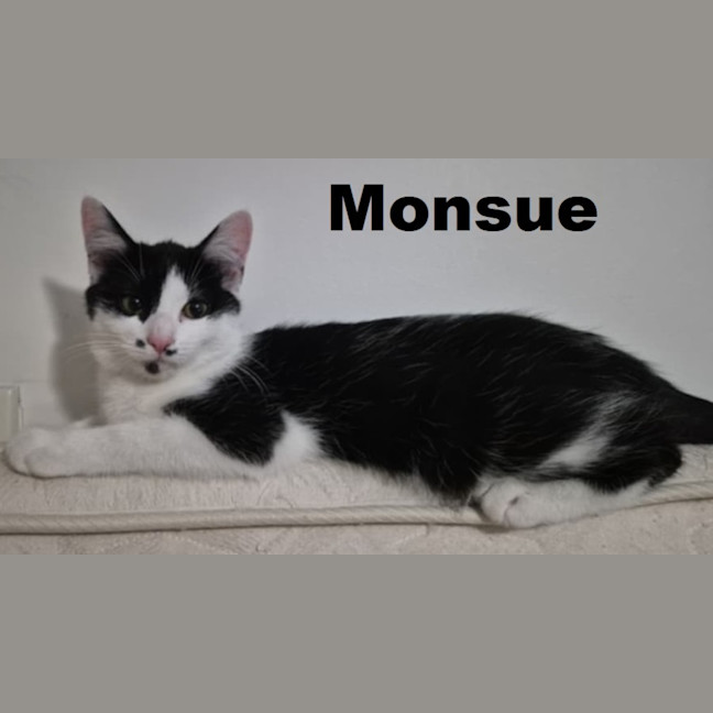 Photo of Monsue