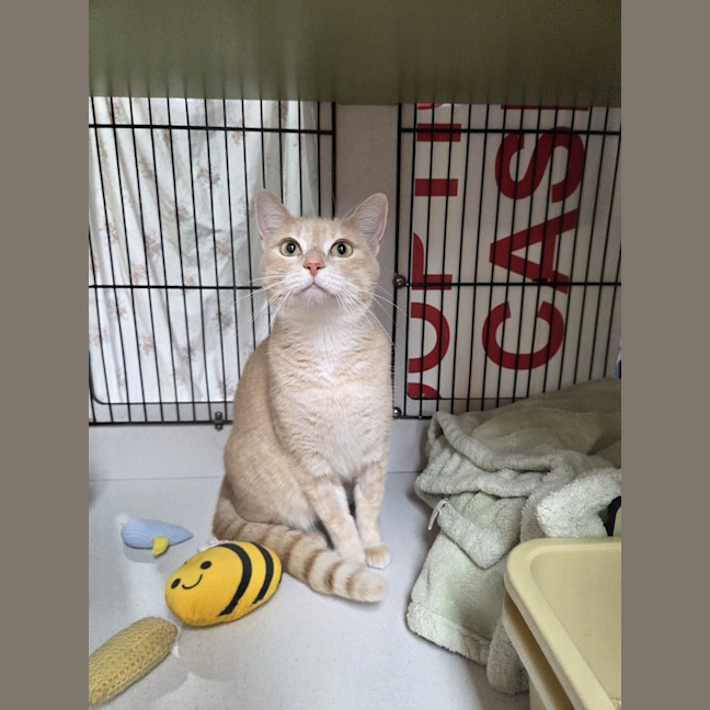 Photo of Peaches