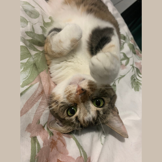 Photo of Cinnamon