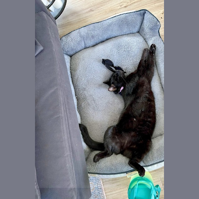 Photo of Sprinkles