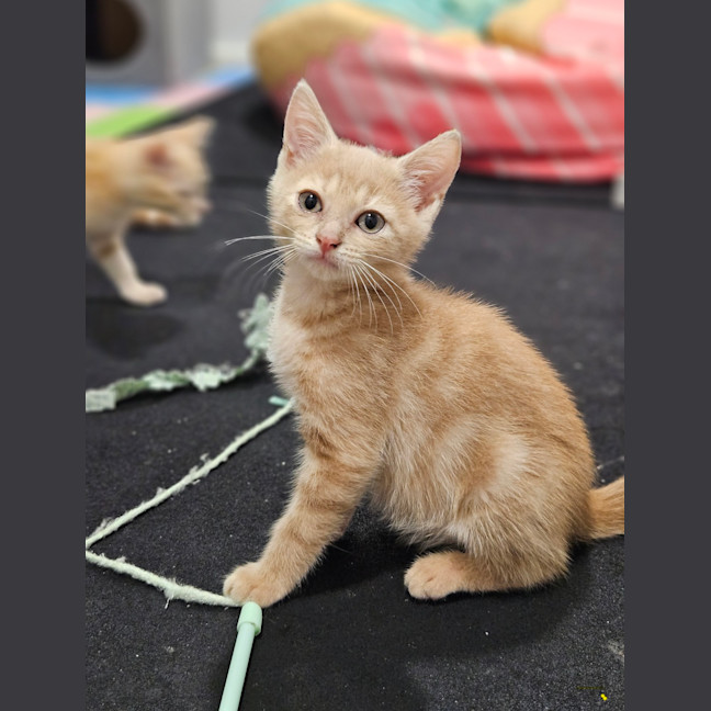 Photo of Apollo