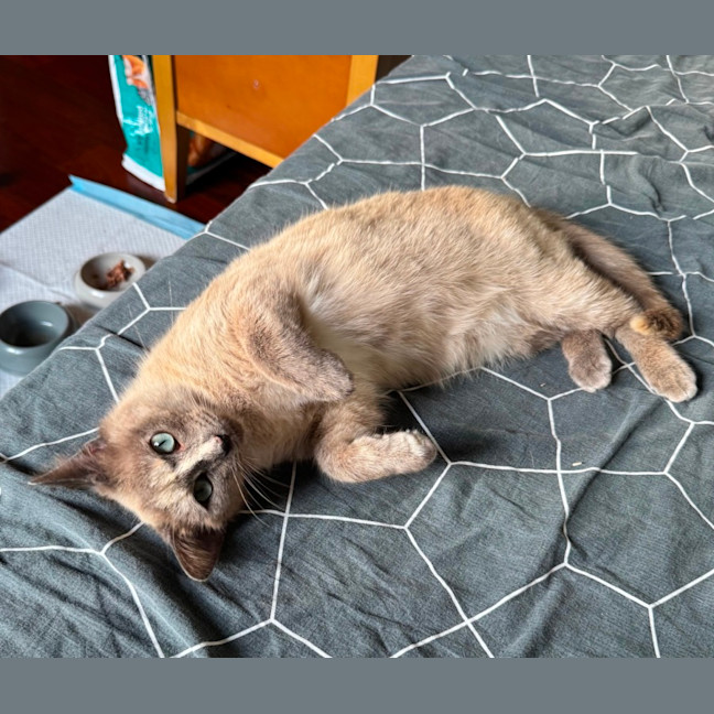 Photo of Bluebelle 