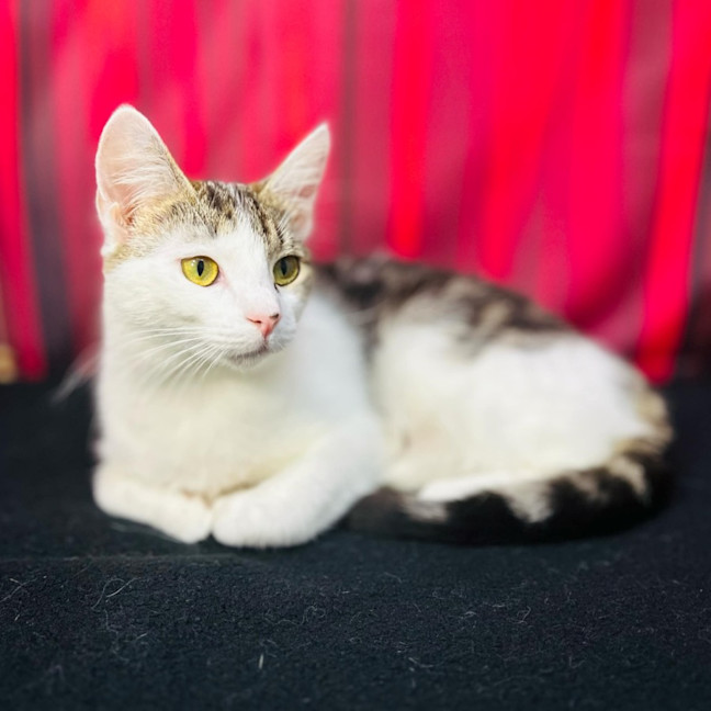 Photo of Luna   Located In Preston