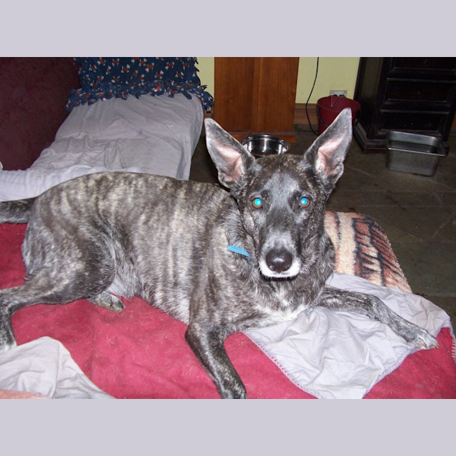 Photo of Luna