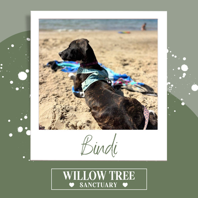 Photo of Bindi