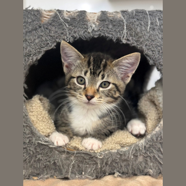 Photo of Dax
