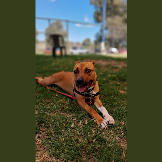 Photo of Ryder