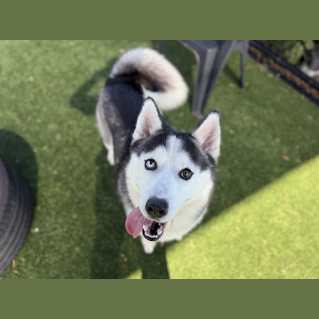 Photo of Oreo Imp 388