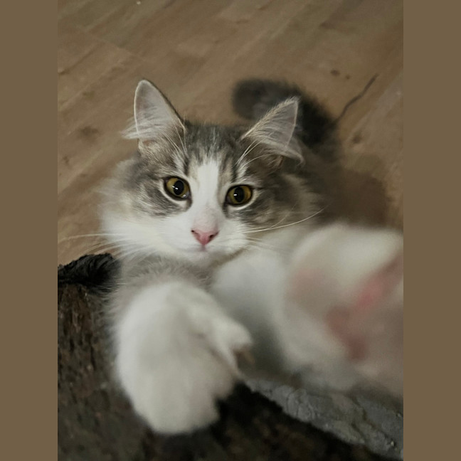 Photo of Pebbles