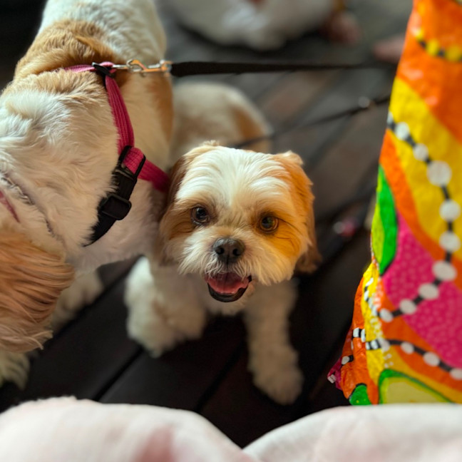 Photo of Peppa And Bucky 