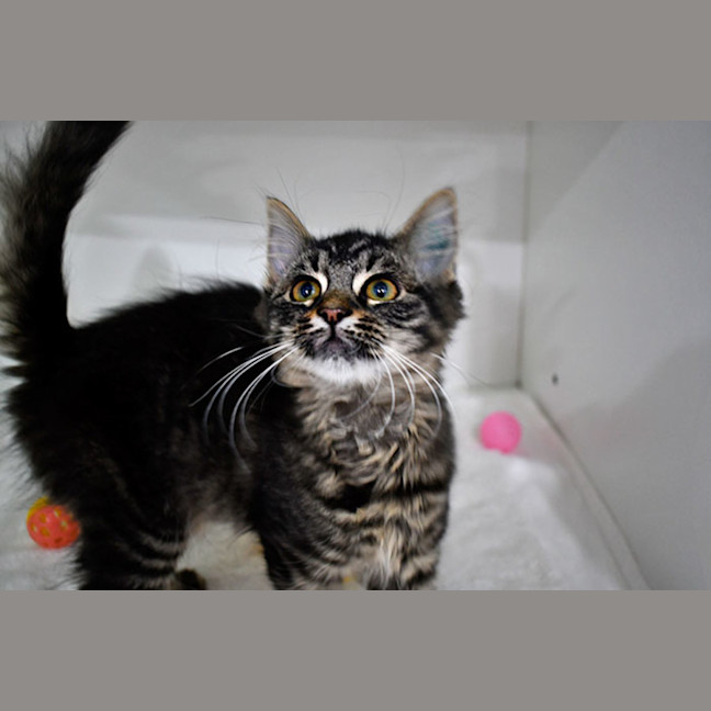 Photo of Catty B