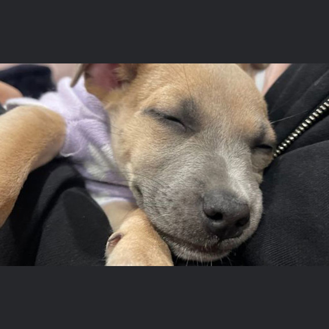 Photo of Rocky