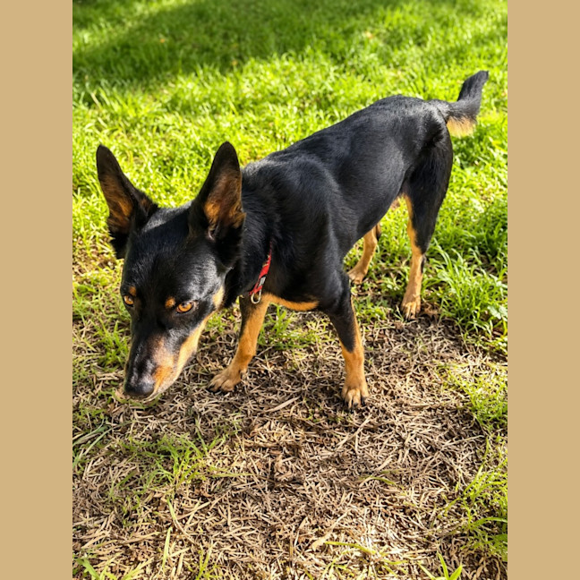 Photo of Cooma   6 Year Old Kelpie
