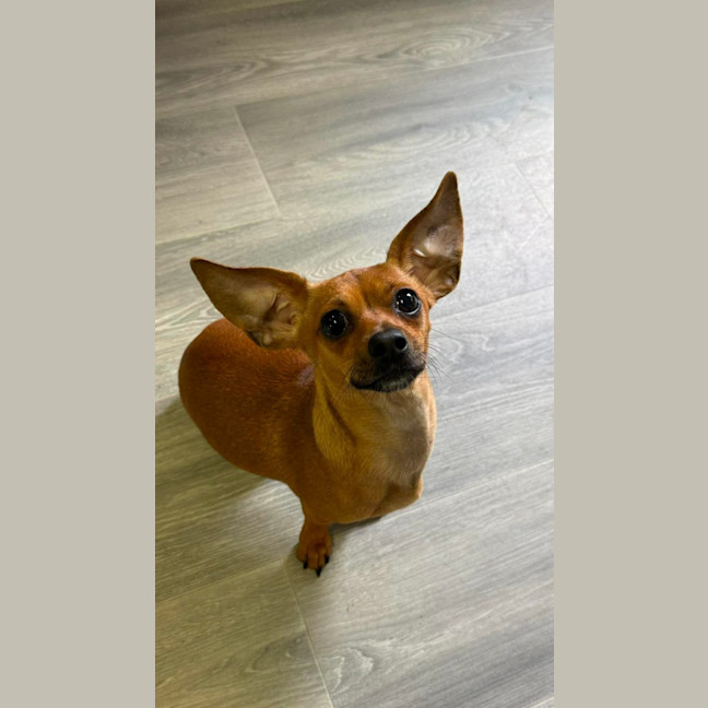 Photo of Pickle
