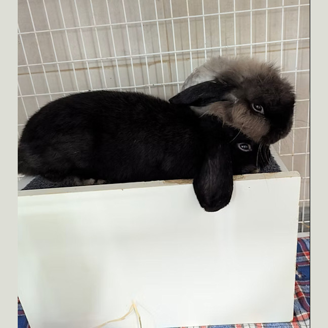Photo of Axle And Puff