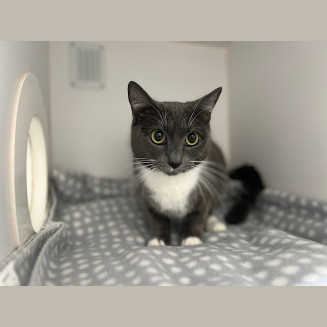 Photo of Muffin