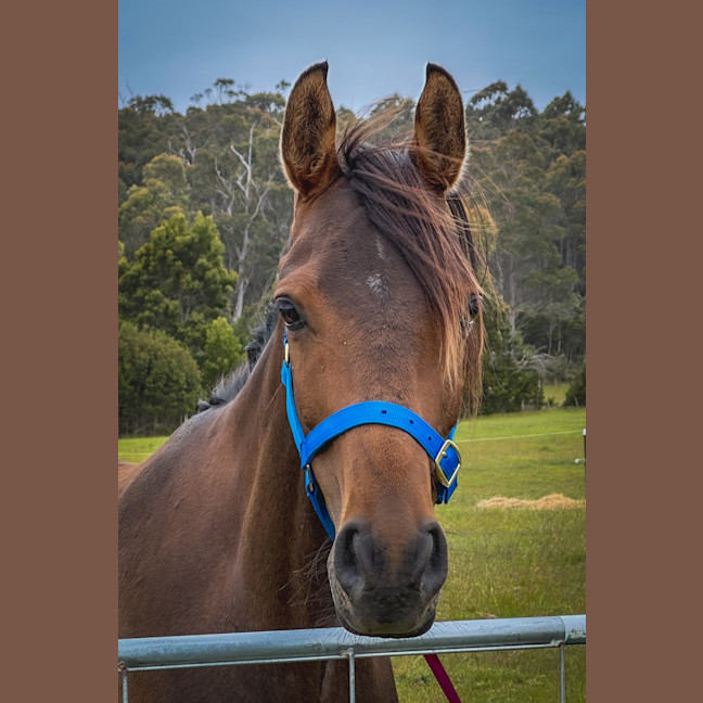 Photo of Armadell Manni