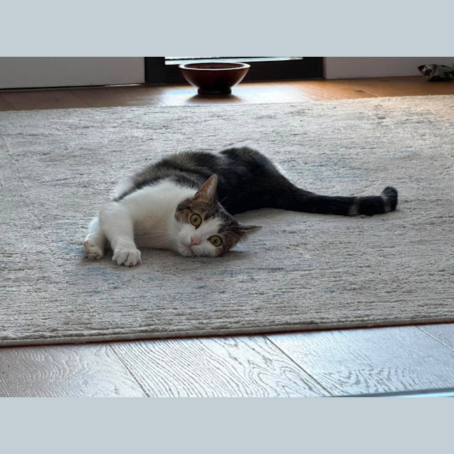 Photo of Saffron