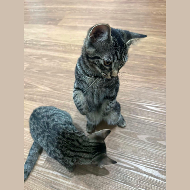 Photo of Pebbles *9 Lives Project Rescue*