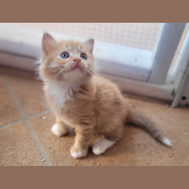 Photo of Cheeto (K54)