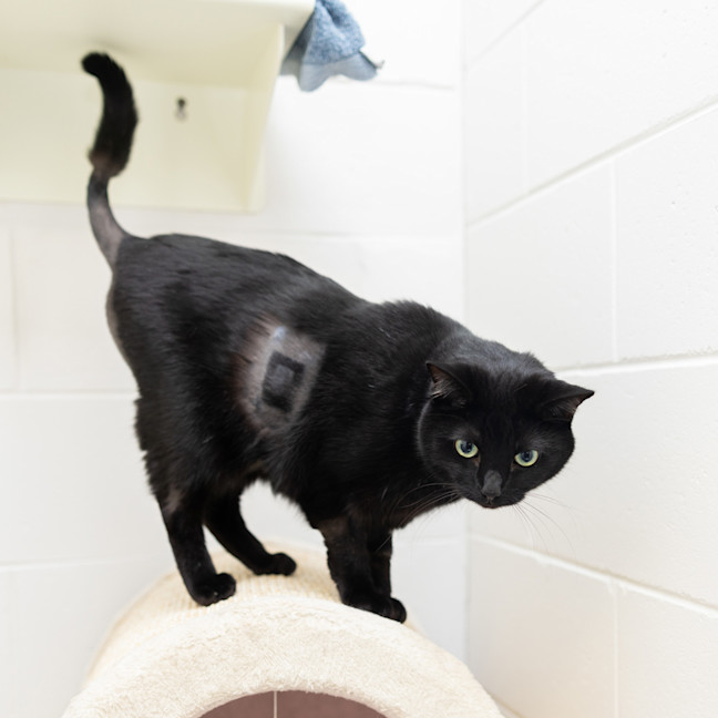 Photo of Taco