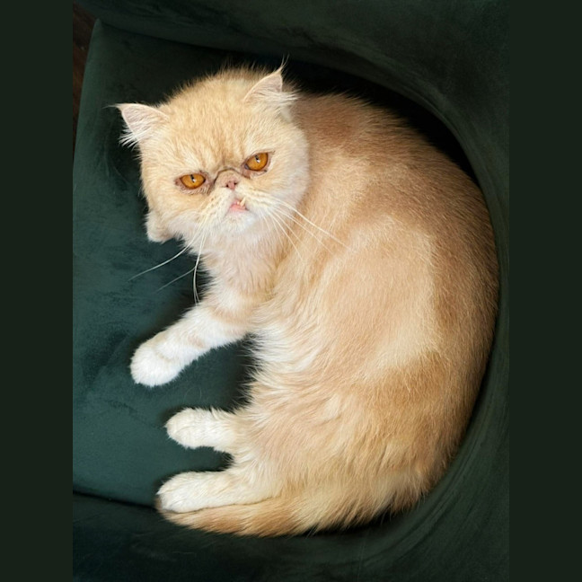 Photo of 🍨Mochi🍨