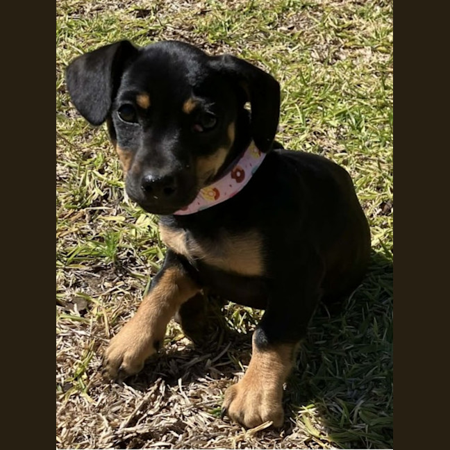 Photo of Mabel, Pug X Dachshund X French Bulldog Puppy