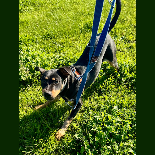 Photo of Willow