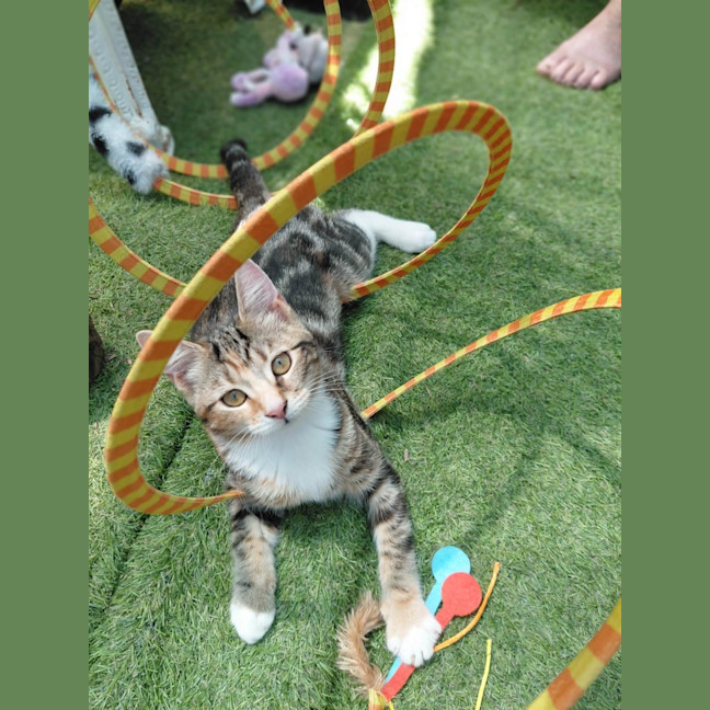 Photo of Angel