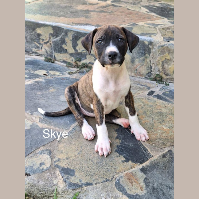 Photo of Skye