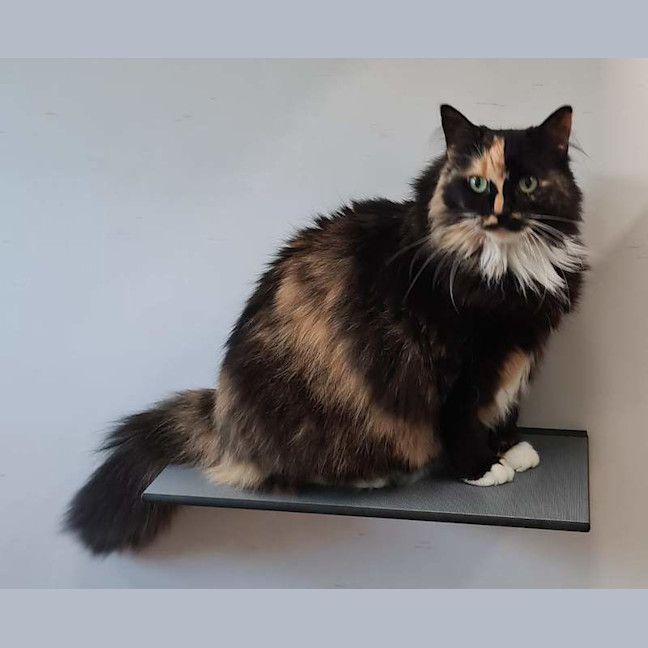 Photo of Bella