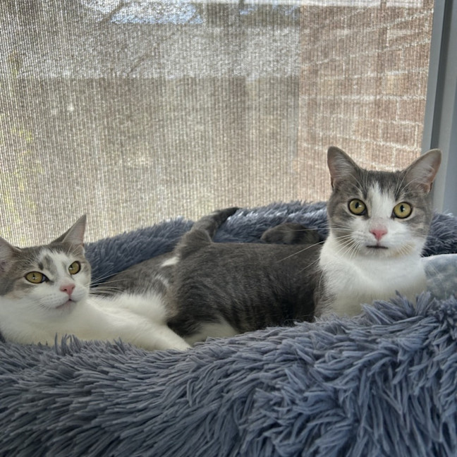 Photo of Sardine And Pilchard