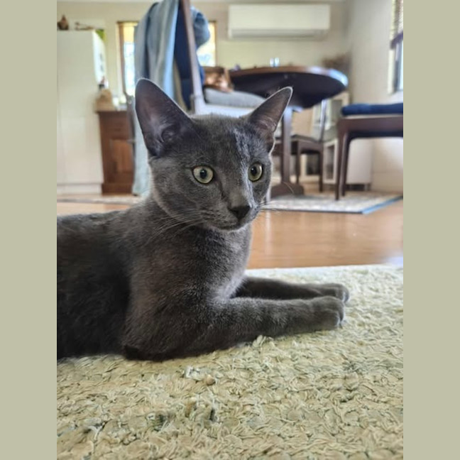 Photo of Smokie