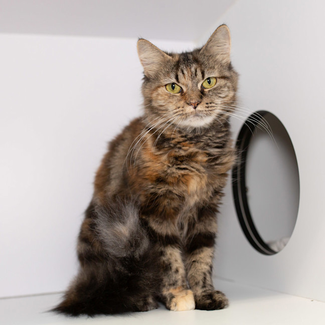 Photo of Juniper