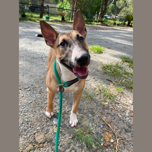 Photo of Pippa 