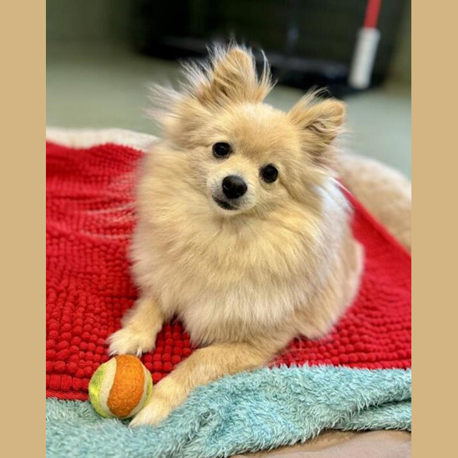 Photo of Sheba