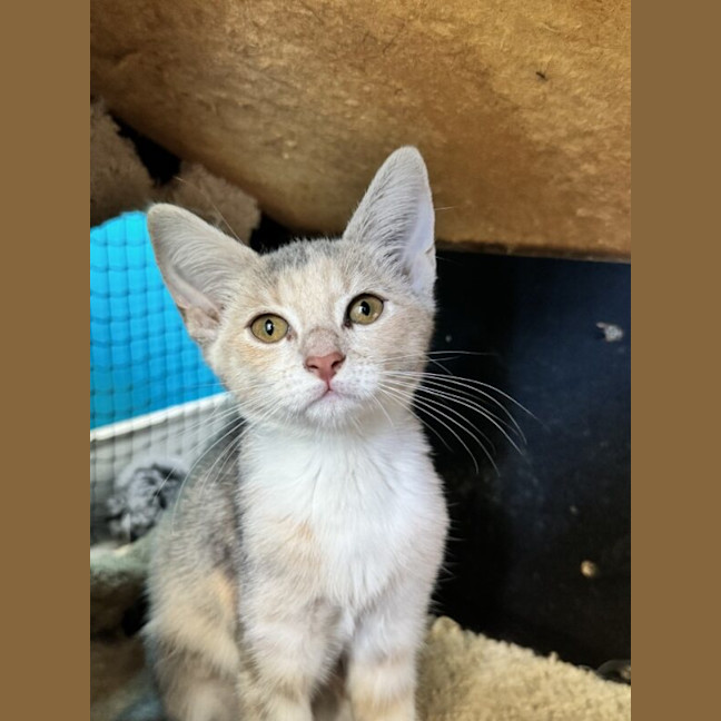 Photo of Flicker