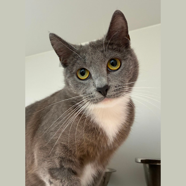Photo of Cookie
