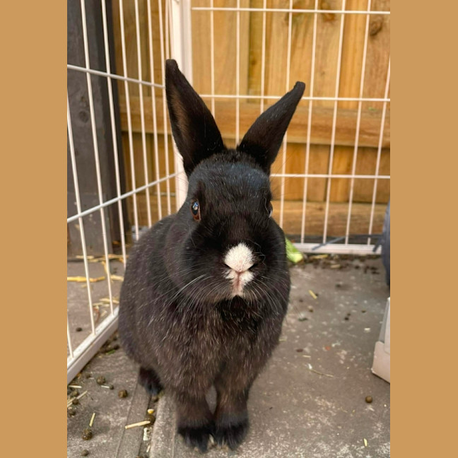Photo of Bonnie Boy