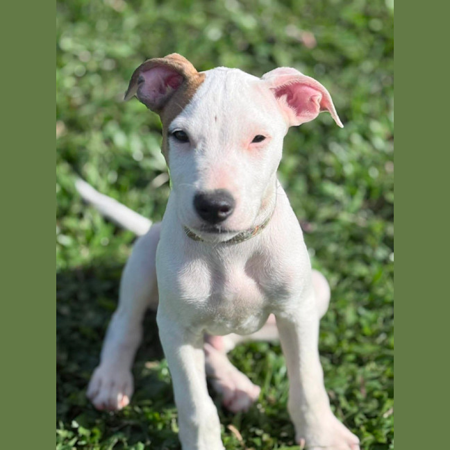 Photo of Petey