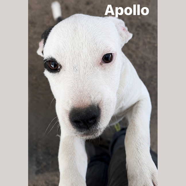 Photo of Apollo 