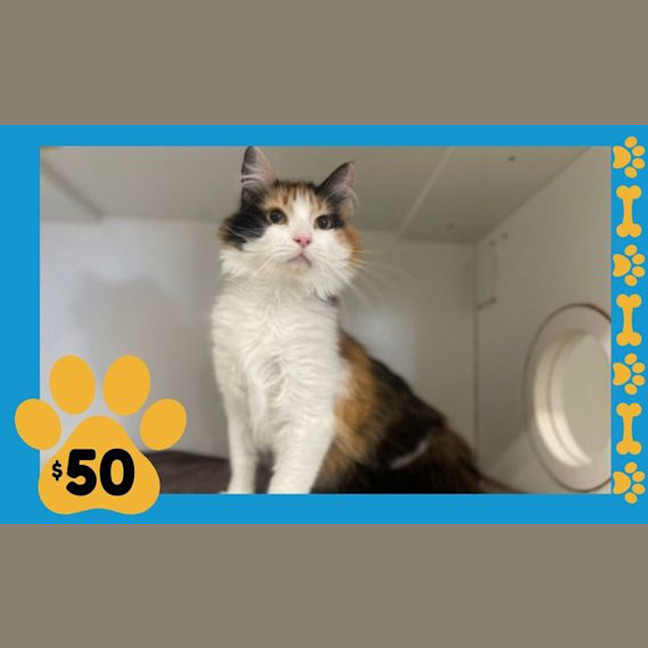 Photo of Callie 