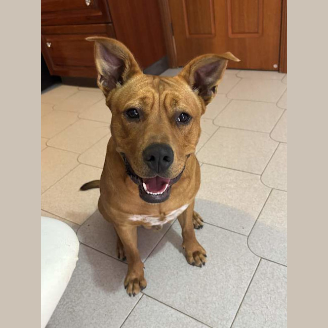 Photo of Red Dog