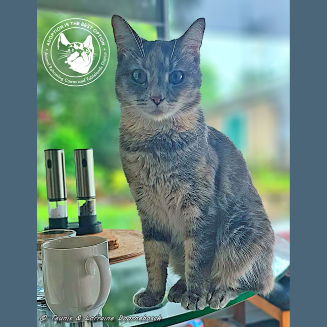 Photo of Marmie (Smokey)