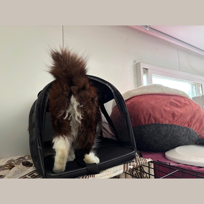 Photo of Bobbit