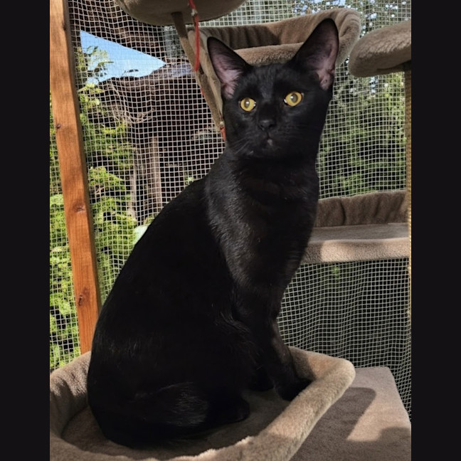 Photo of Nova