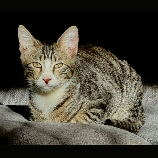 Photo of Elric