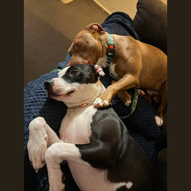 Photo of Bam Bam