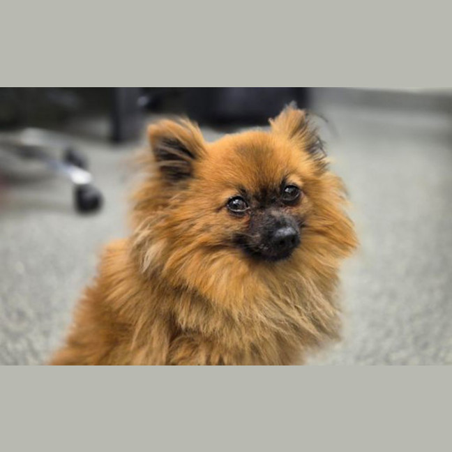Photo of Gizmo